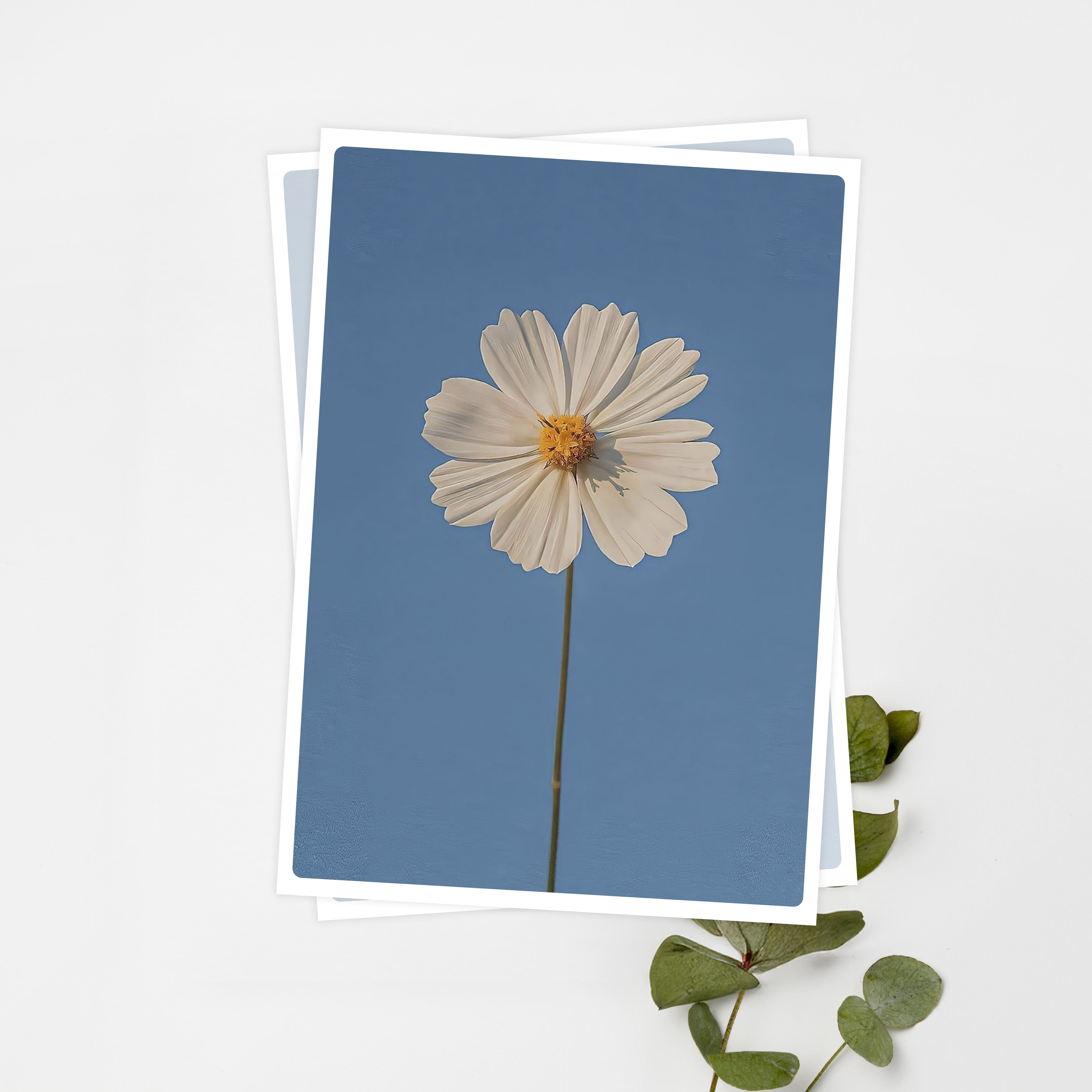 우체톡 편지지 테마 : 화이트 코스모스 (White Cosmos) (앞면)